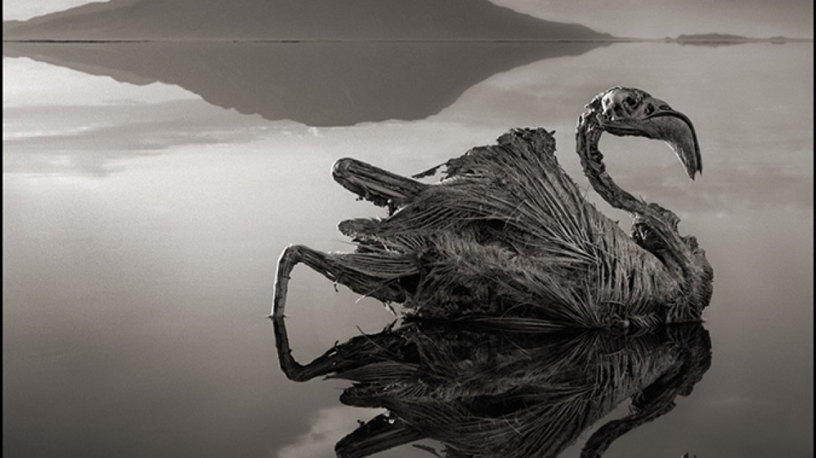 Λίμνη στην Τανζανία μετατρέπει τα ζώα σε... αγάλματα (φωτογραφίες)