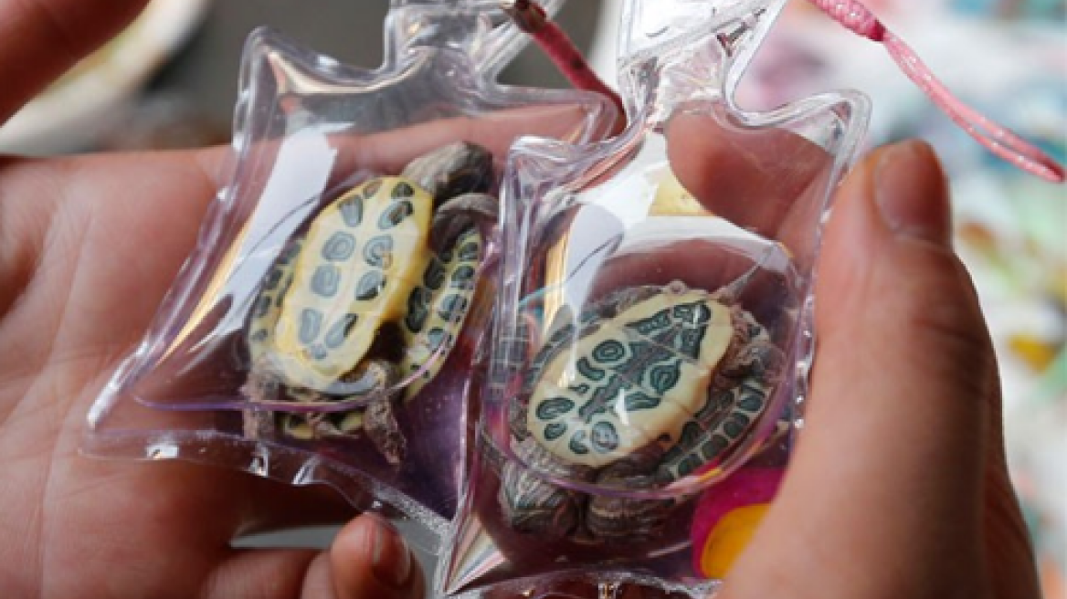 Κίνα: Πουλάνε ζωντανά ζωάκια σε μπρελόκ! 