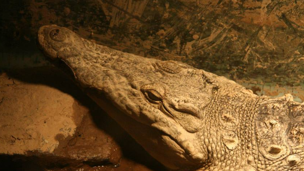 Κροκόδειλος... ατραξιόν και στις Σέρρες