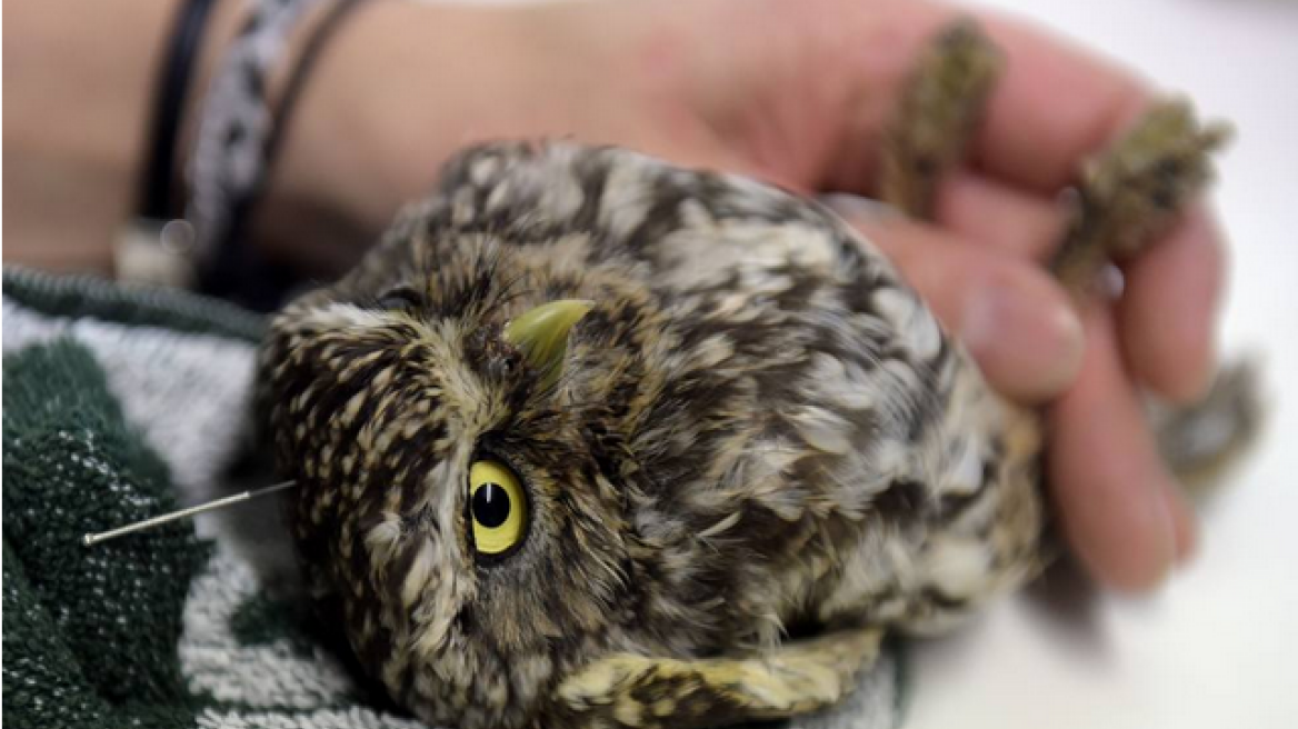 Τραυματισμένη κουκουβάγια κάνει θεραπεία με... βελονισμό