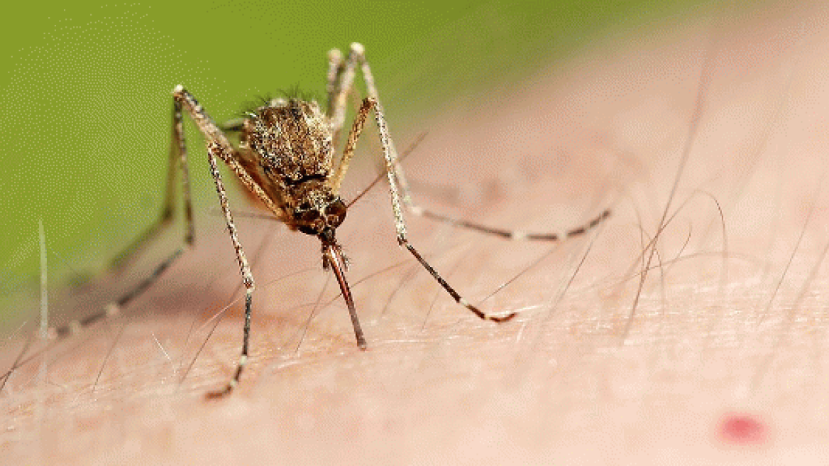 Πάτρα: Κρούσματα Καλαζάρ σε ανθρώπους 