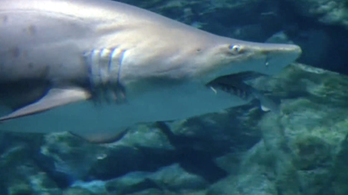 Απίστευτο βίντεο: Θηλυκός καρχαρίας καταβροχθίζει αρσενικό σε ενυδρείο