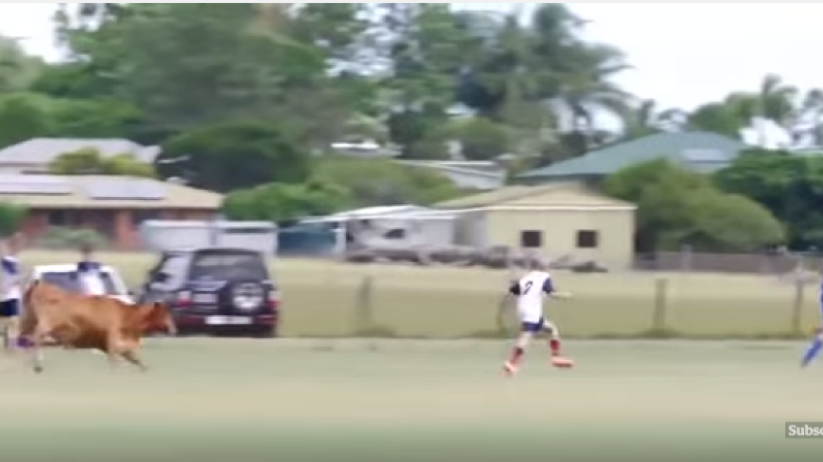 Bull charges kids’ football match in Australia (video!)