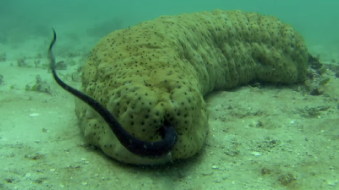 This bizarre sea creature isn’t what it first seems (pics+vid)