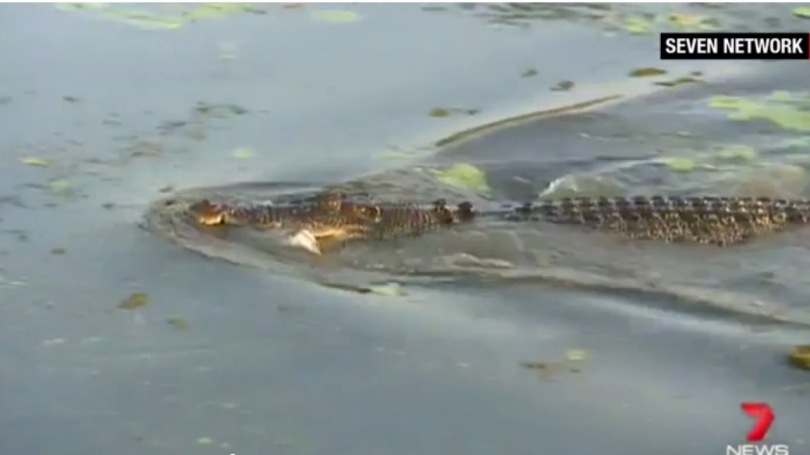 72 year old survives croc attacks with a spanner! (photos+video)
