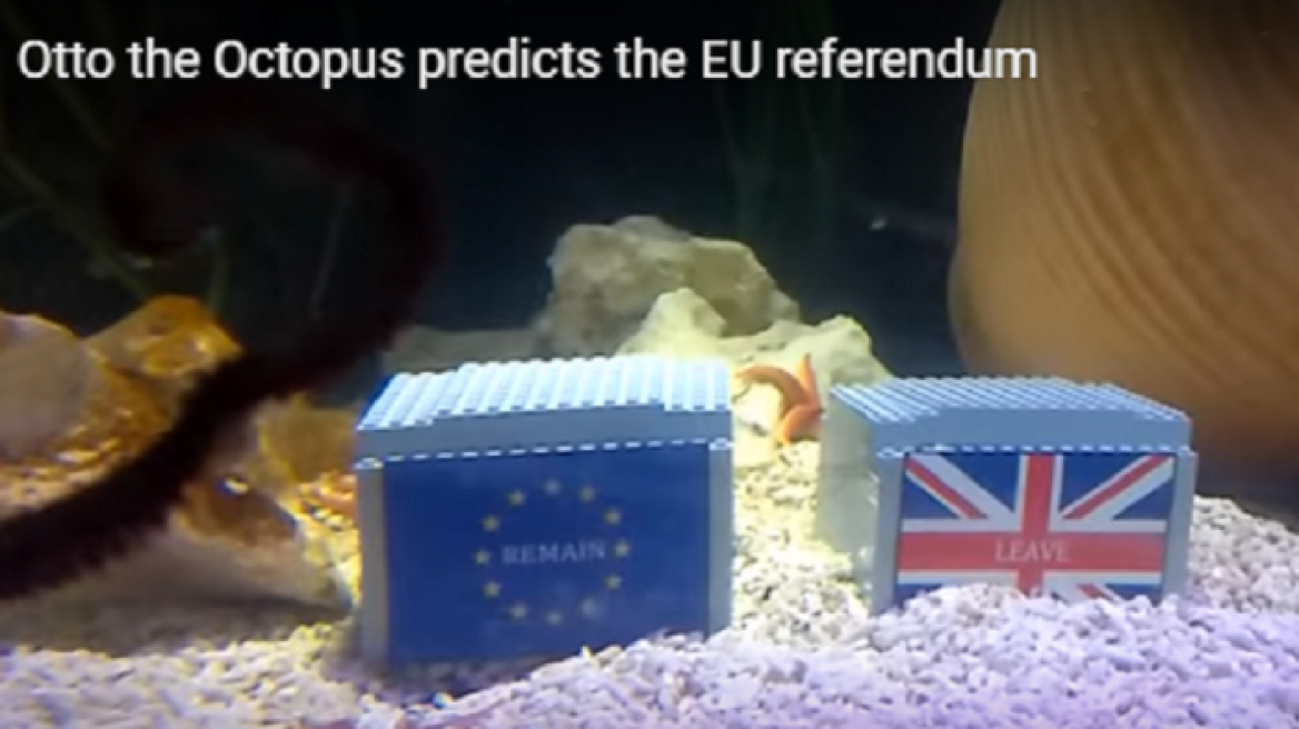 Bremain ή Brexit; Δείτε τι προέβλεψε ο Όττο το χταπόδι!