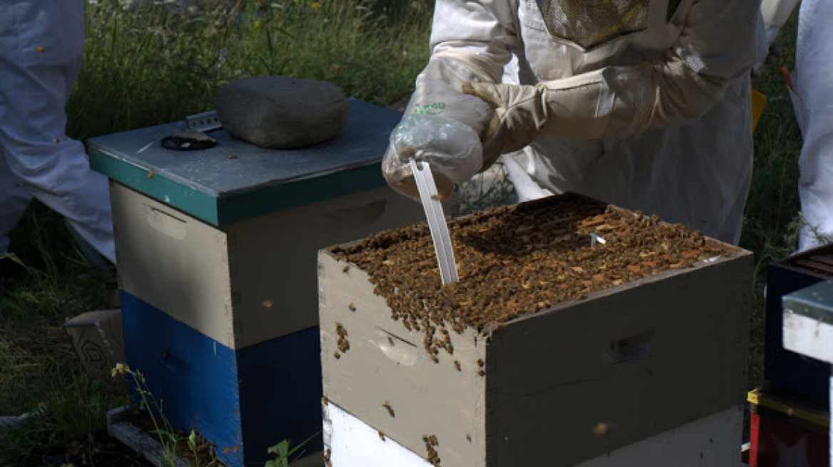 Κρήτη: Δηλητηρίασαν χιλιάδες μέλισσες στην Βιάννο!