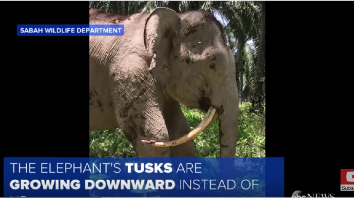 Rare pygmy elephant spotted in Malaysia (video)