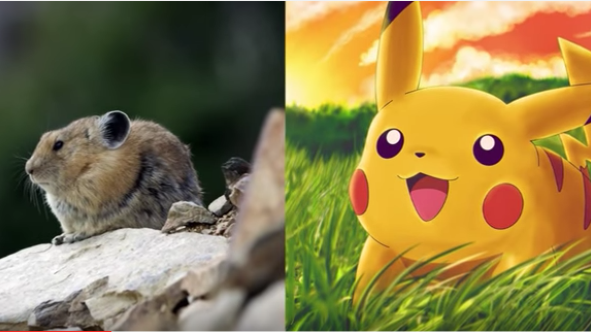 10 Pokemon creatures that really exist! (video)