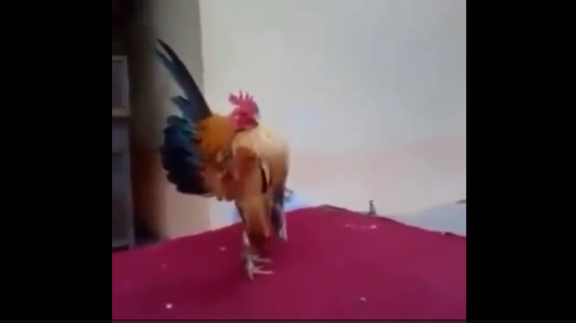 Rooster body builder (hilarious video)