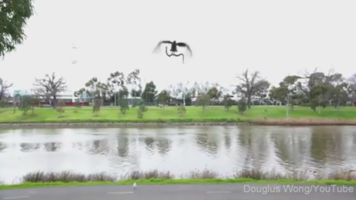 Australia: Hawk literally throws snake at family! (video)