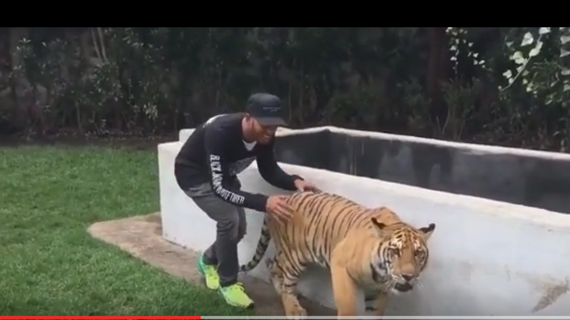 Lewis Hamilton scares large tiger! (video)