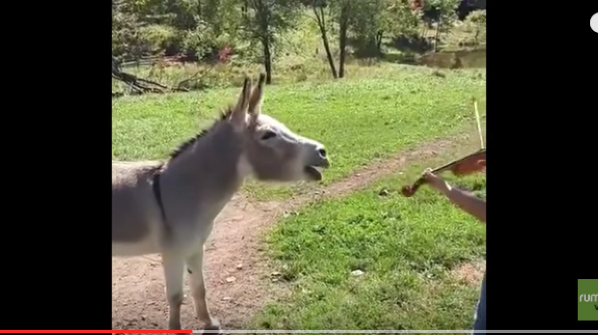 ‘Singing’ donkey! (hilarious video!)
