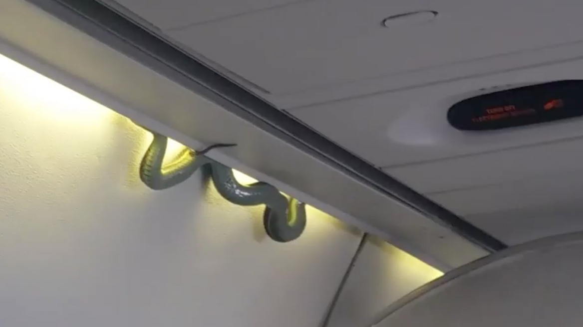 Φίδι - «λαθρεπιβάτης» σκόρπισε τον πανικό σε πτήση στο Μεξικό