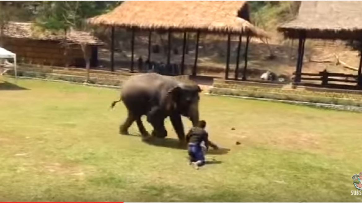 Elephant protects its master! (amazing video)