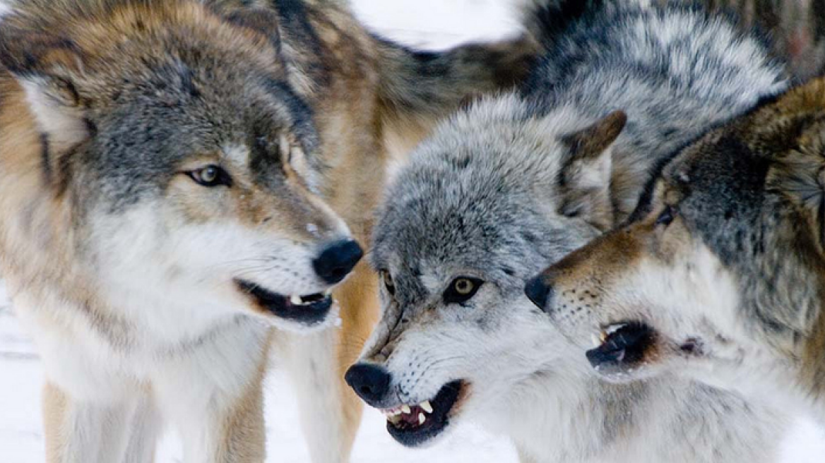 Αγέλη δεκάδων λύκων κατασπάραξε άλογο στο Μέτσοβο