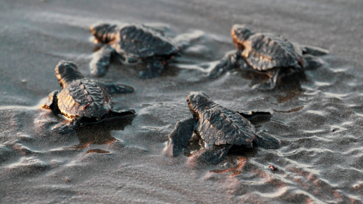 Βίντεο: Το BBC σώζει... χελωνάκια!