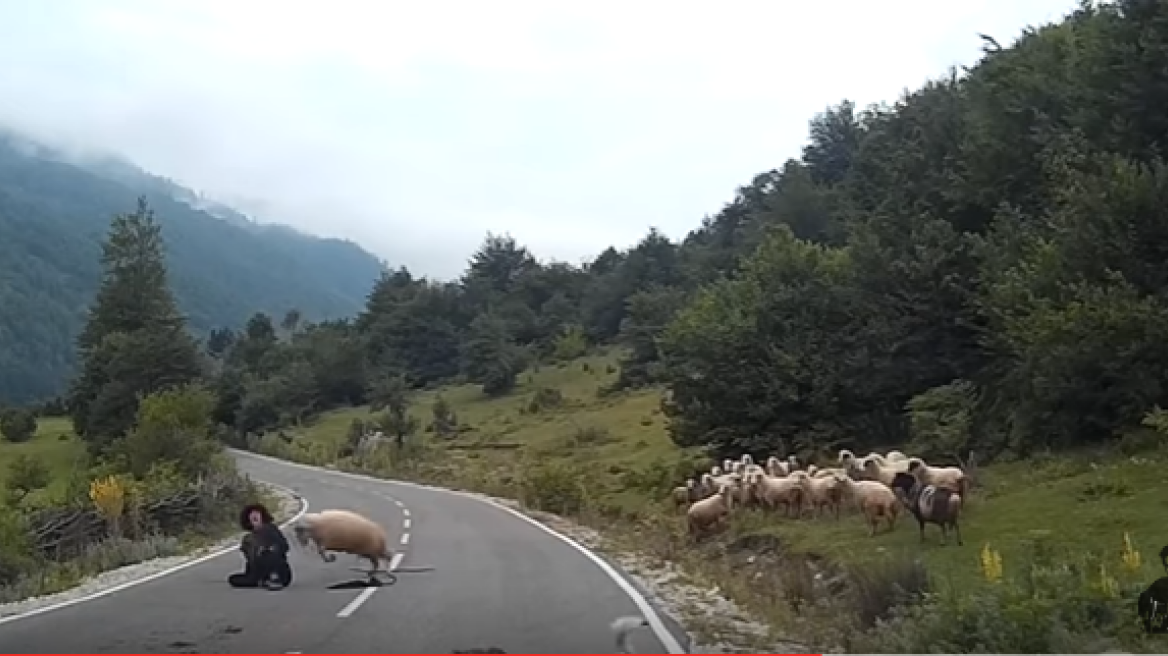 “Rogue” ram attacks shepherd! (video)