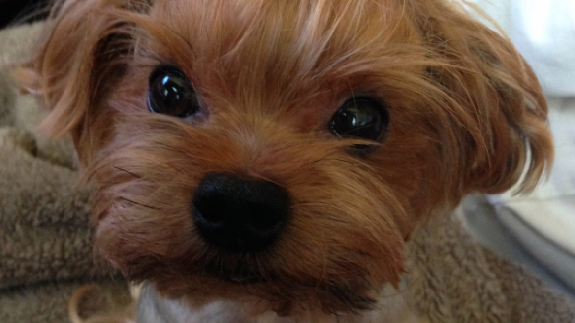 WARNING: Unbelievably adorable pets! (PHOTOS)
