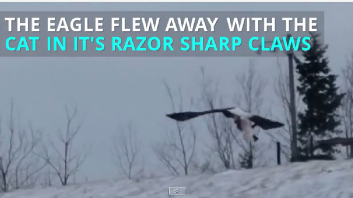 Watch Bald Eagle fly off with cat in its claws! (video)