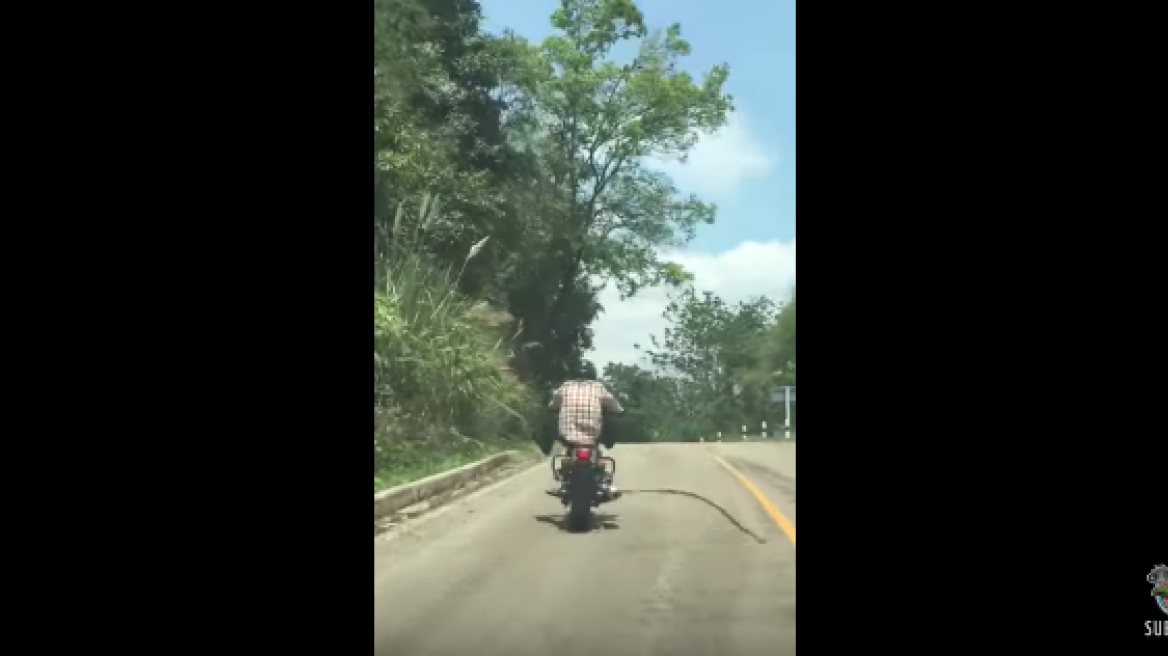 Snake attempts to “hitch” a ride on motorbike! (video)