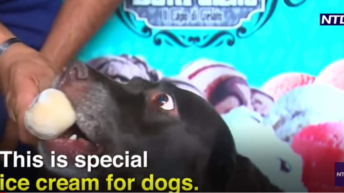 Ice cream parlour for dogs! (video)