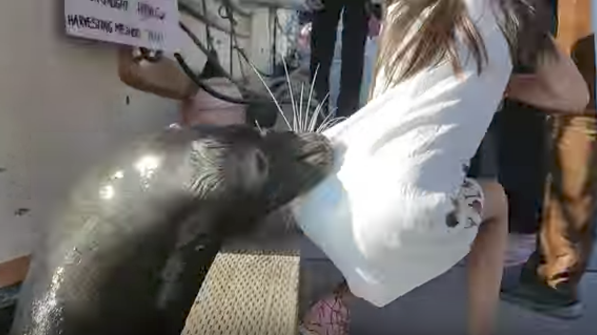 Video shows girl dragged under water by sea lion (viral video)