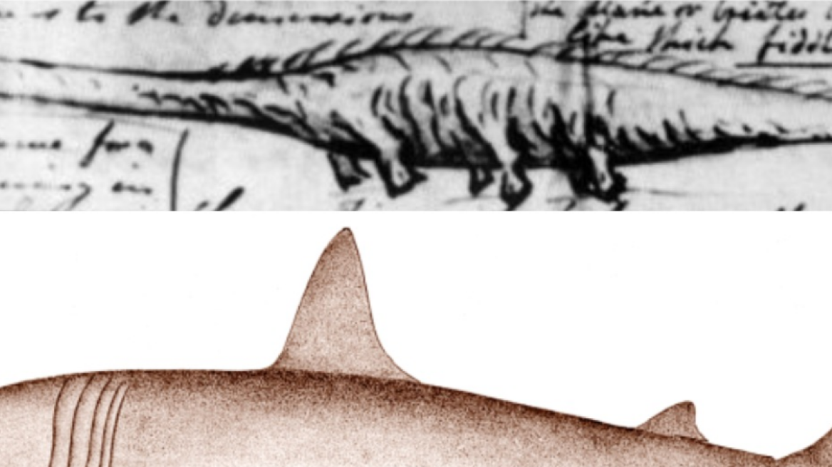 The Stronsay Beast: The strange carcass washed ashore on the Scottish island of Stronsay