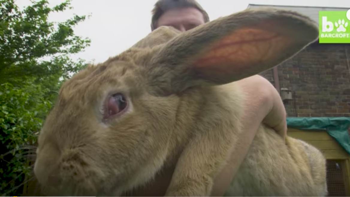 Set to become the largest bunny in the world! (video)