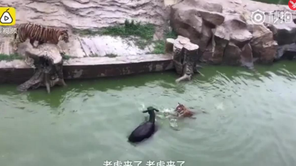 Βίντεο: Εισέβαλαν σε ζωολογικό κήπο, «έκλεψαν» γάιδαρο και τον τάισαν ζωντανό σε τίγρεις!