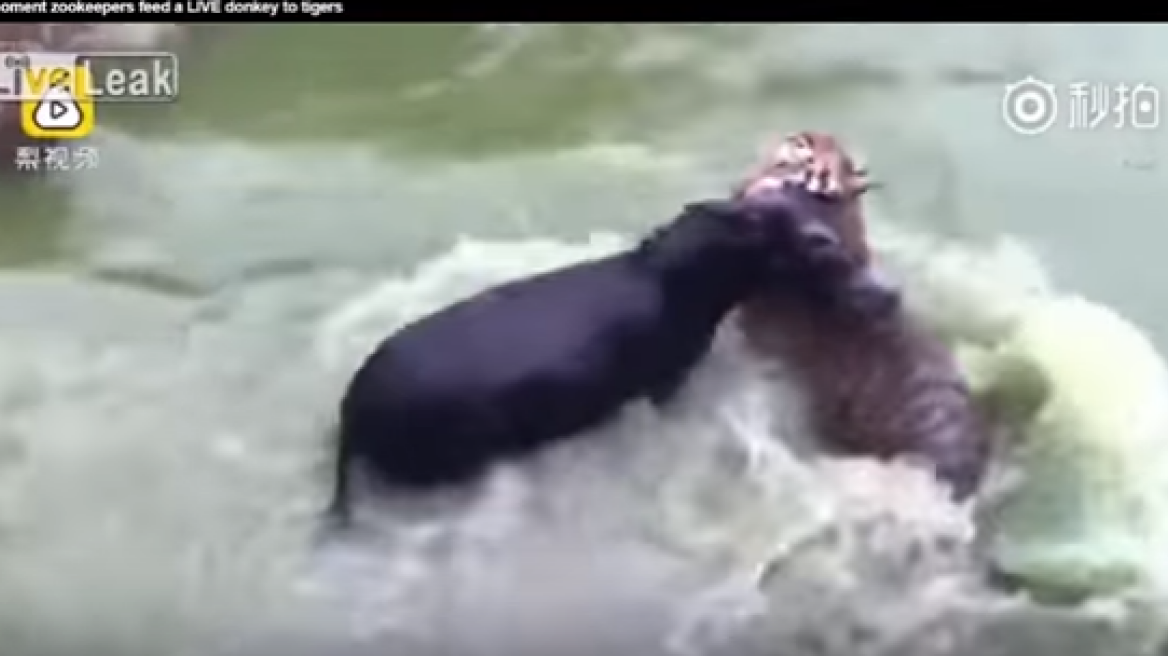 Shocking video of donkey being fed live to tigers! (warning: graphic)
