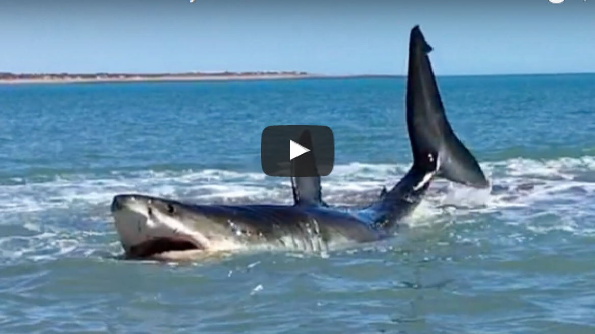 Great White Shark stuck in shallow waters captured on video!