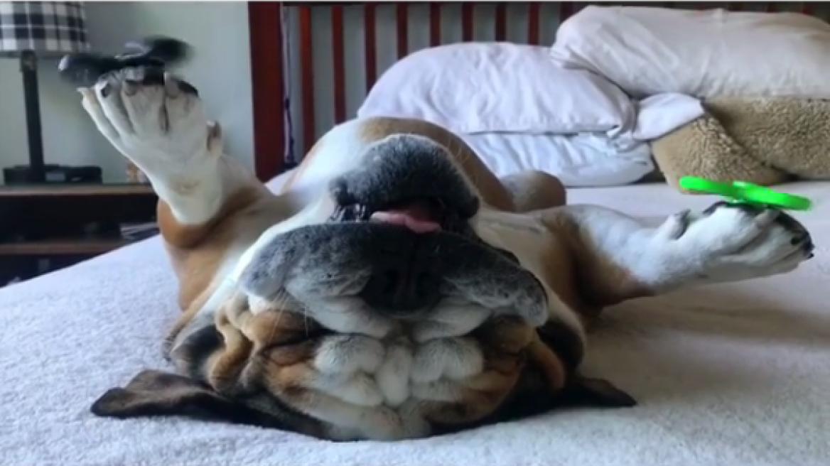 Hilarious video of dog and fidget spinners (video)