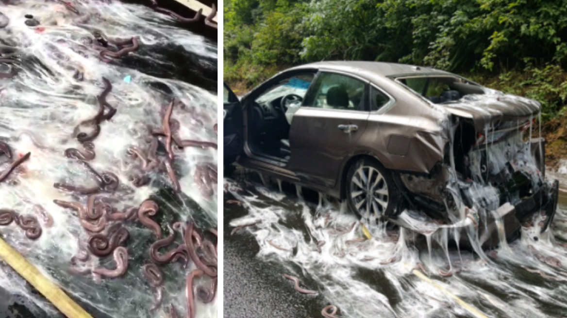  Thousands of slime Eels spill onto Oregon Highway in gross, gooey crash (PHOTOS)