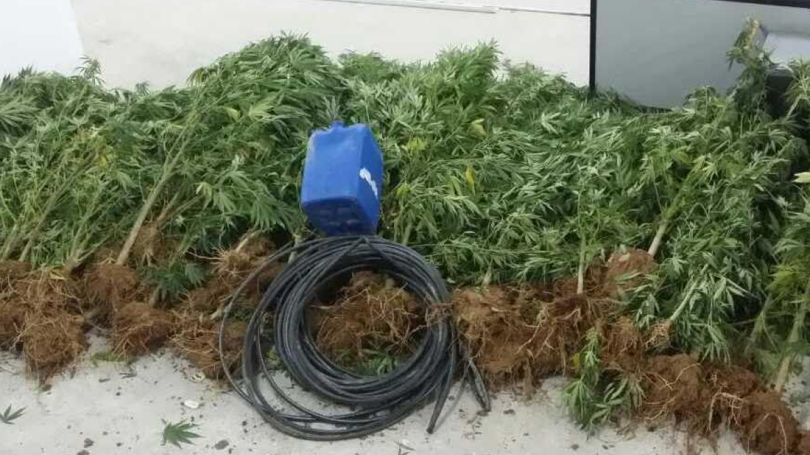 Τα αμπέλια έκρυβαν μεγάλη χασισοφυτεία στις Σέρρες