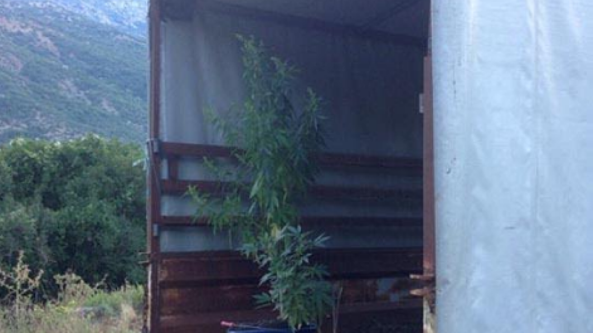 Αποψίλωσε δάσος για να καλλιεργεί χασισόδεντρα