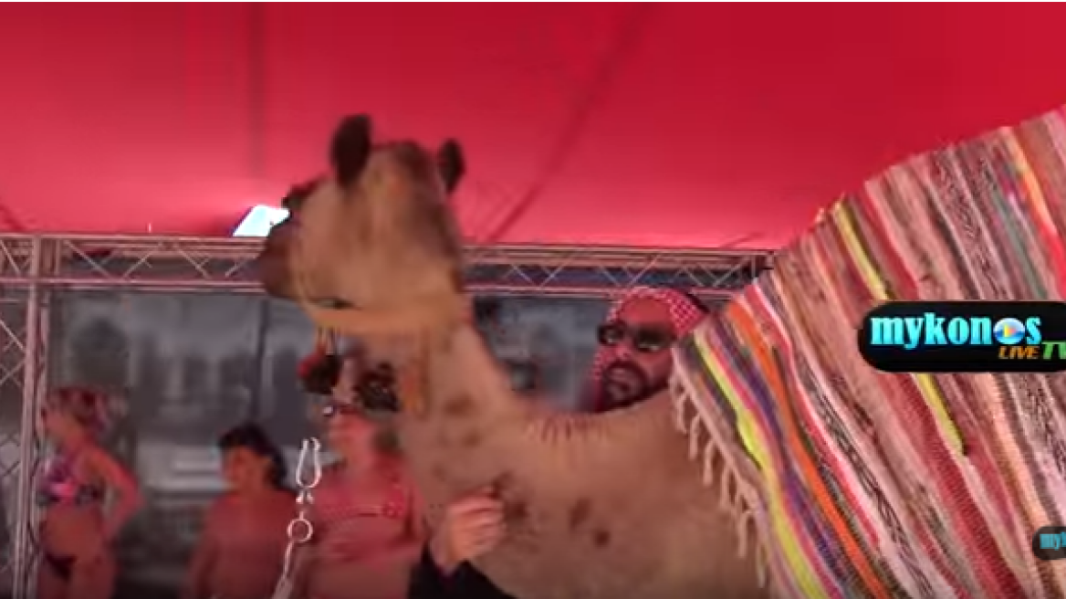 Camels in Mykonos for Remos concert! (video)