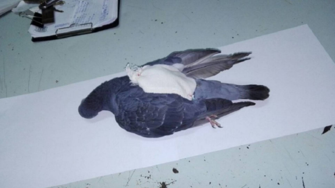 Δείτε το... ασυνήθιστο «βαποράκι» που μετέφερε ναρκωτικά σε φυλακή 15 φορές τη μέρα!