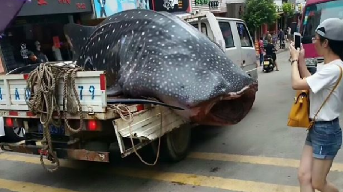 Βίντεο: Ψαράς περιέφερε σπάνιο καρχαρία-φάλαινα σε... καρότσα!