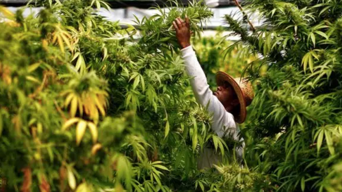 Πτυχίο μαριχουάνας χορηγεί Πανεπιστήμιο στις ΗΠΑ 