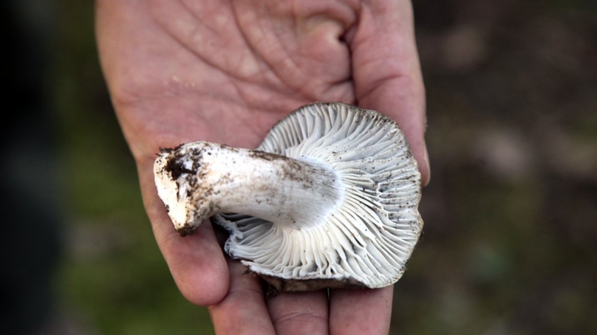 Φάτε μανιτάρια για να μείνετε για πάντα νέοι!