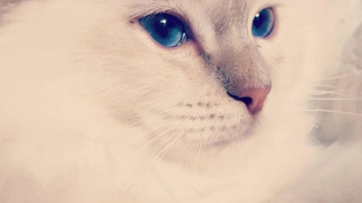 H γάτα του Karl Lagerferld “είπε” το πιο σωστό πράγμα για την Black Friday