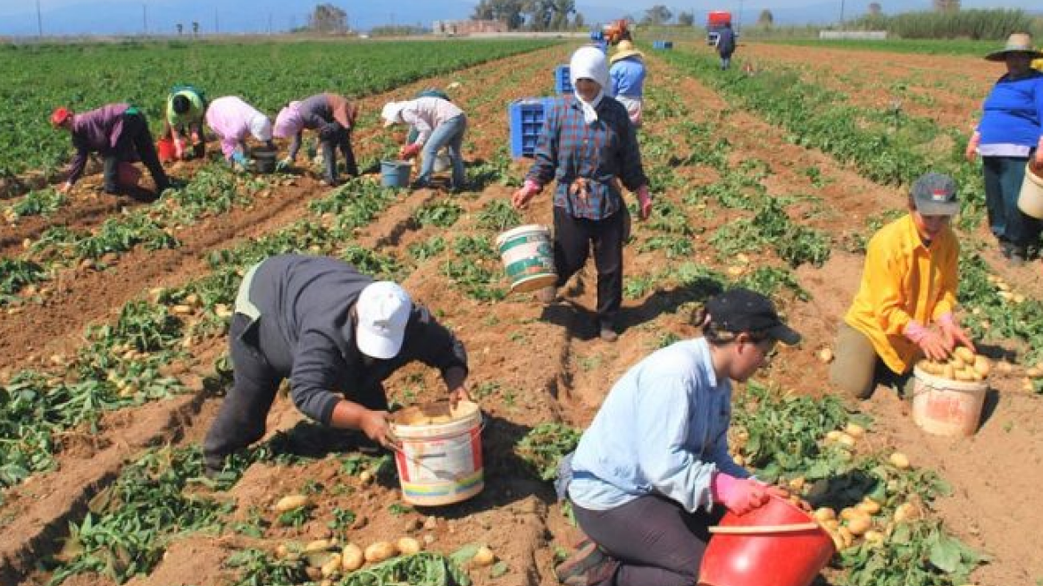 Στο ΦΕΚ η απόφαση για αποζημιώσεις στα παραμορφωμένα φρούτα της Βόρειας Ελλάδας	