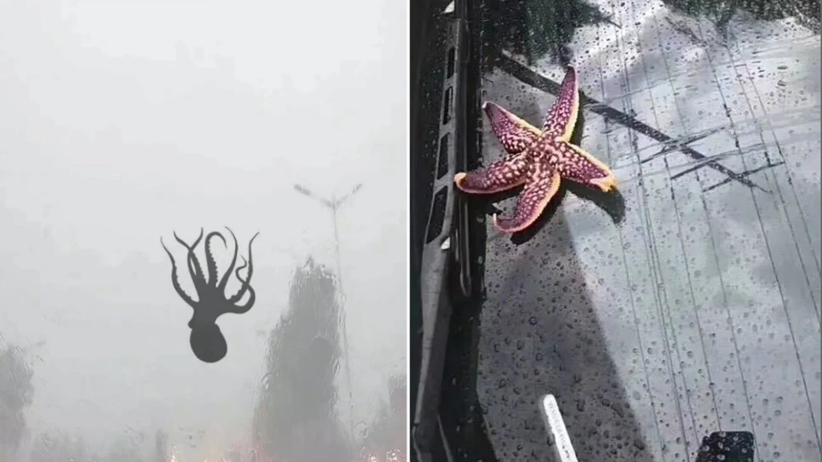 Φωτογραφίες: Καταιγίδα από... χταπόδια, αστερίες και γαρίδες στην Κίνα!