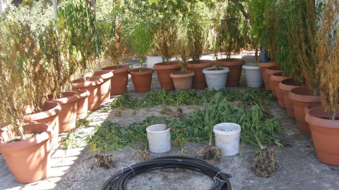 Με τηλεσκόπιο και κάμερα έλεγχαν τις χασισοφυτείες