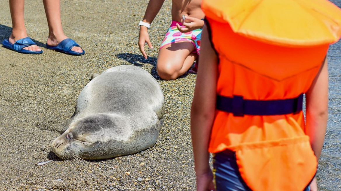 Σκόπελος: Φώκια βγήκε στην στεριά να κοιμηθεί.... και έγινε σταρ 