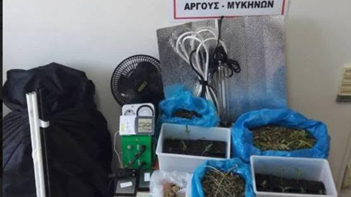 Καλλιεργούσαν 14 δενδρύλλια και είχαν πάνω από ένα κιλό χασίς 