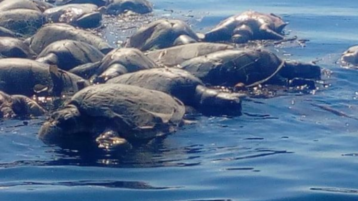 Mεξικό: Περίπου 300 χελώνες βρέθηκαν νεκρές στις νότιες ακτές της χώρας