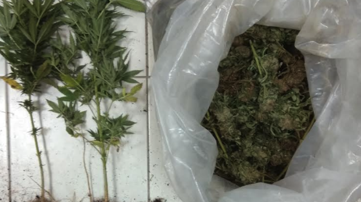 Στα οπωροκηπευτικά έκρυβαν δενδρύλλια και δυο κιλά χασίς