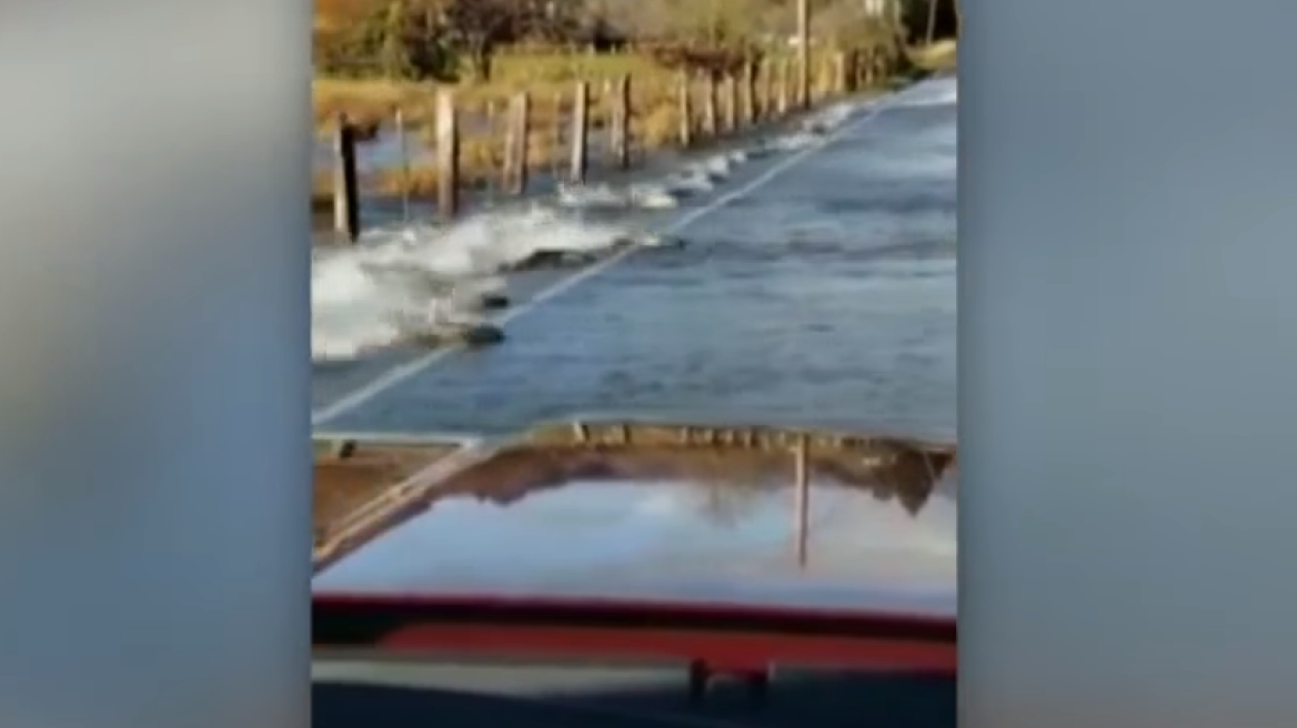 Απίστευτο βίντεο: Κοπάδι σολομών διασχίζει... δρόμο στην Ουάσινγκτον